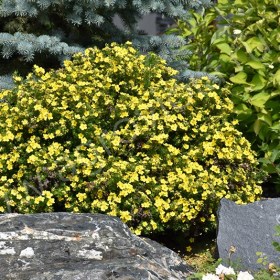 Саженец Лапчатка желтая Голд Дроп из питомника - главное фото